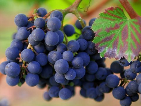 Feierliche Einweihung der Mensa für Körschtalschule und Paracelsus Gymnasium