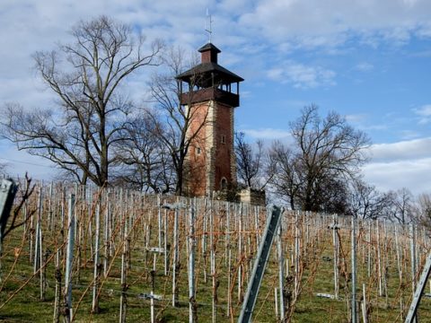 Stuttgart will neue Klima-Projekte fördern: Unterstützung für Innovation und Bürgerinitiative